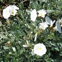 Convolvulus cneorum P19 (2)